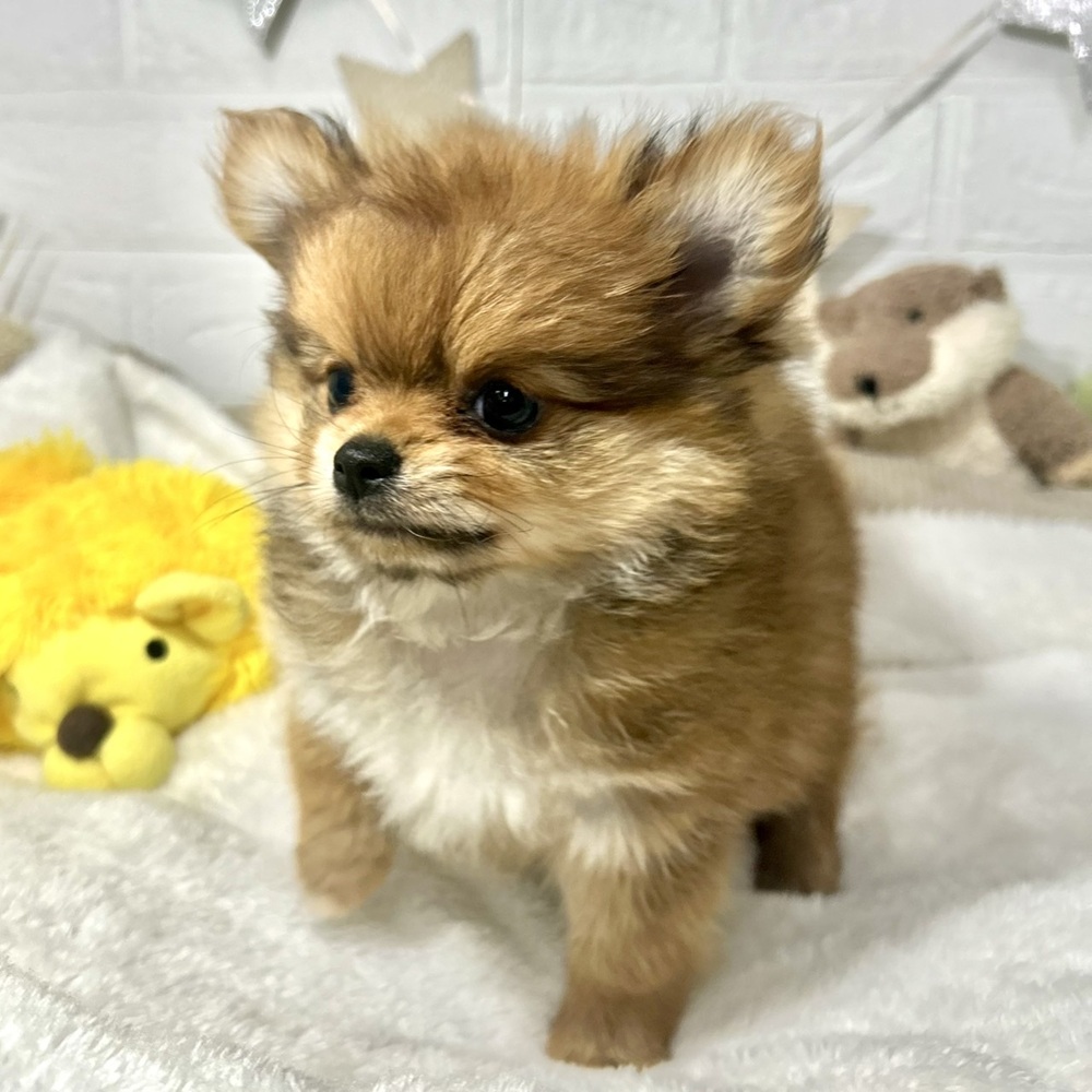 兵庫県のポメチワ/チワポメ/ポメチー(ポメラニアン×チワワ) (犬の家＆猫の里ニッケパークタウン加古川店/2026年2月24日生まれ/女の子/オレンジ)の子犬の3枚目の画像