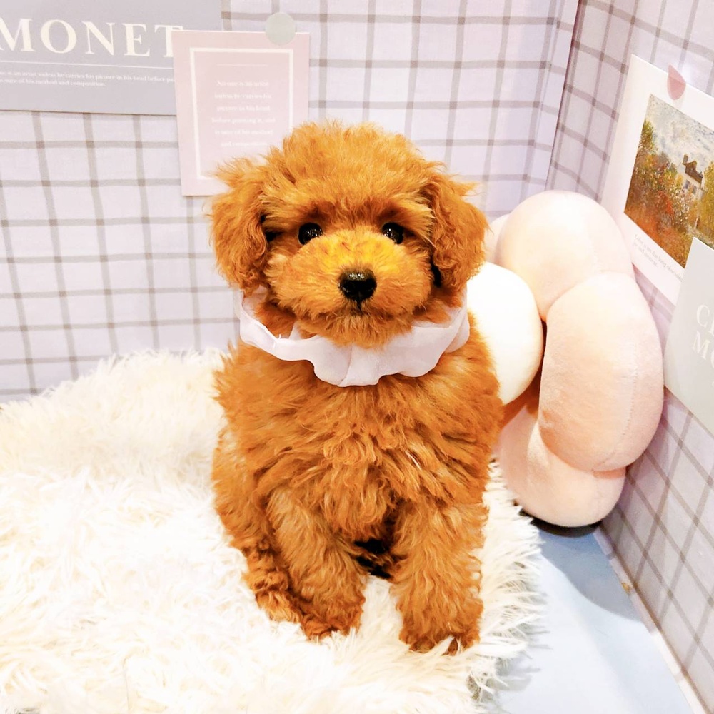 福井県のトイプードル(トイ) (犬の家＆猫の里福井店/2026年2月24日生まれ/女の子/レッドフォーン)の子犬の3枚目の画像