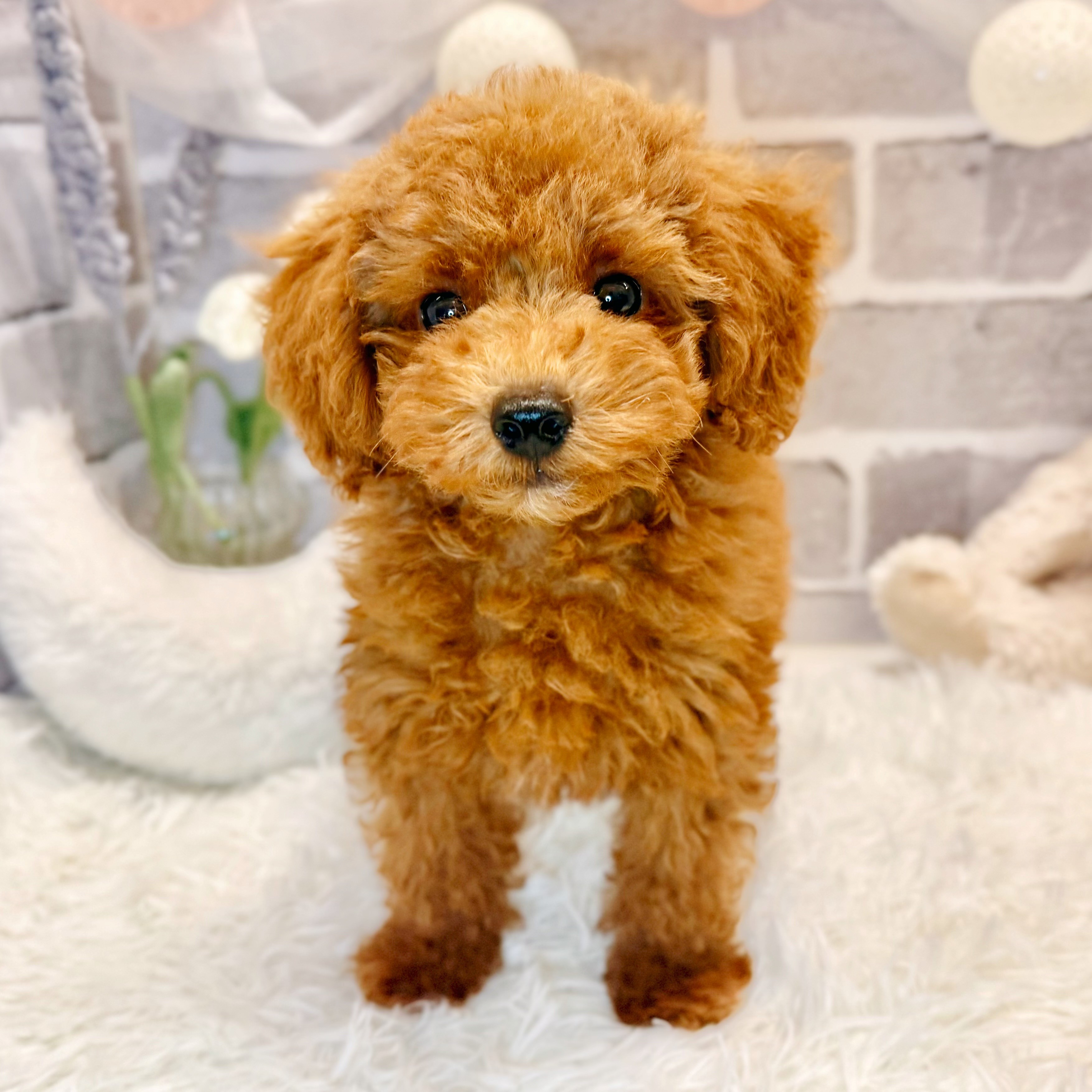 兵庫県のトイプードル(トイ) (犬の家＆猫の里神戸店/2026年2月24日生まれ/男の子/レッドフォーン)の子犬の1枚目の画像