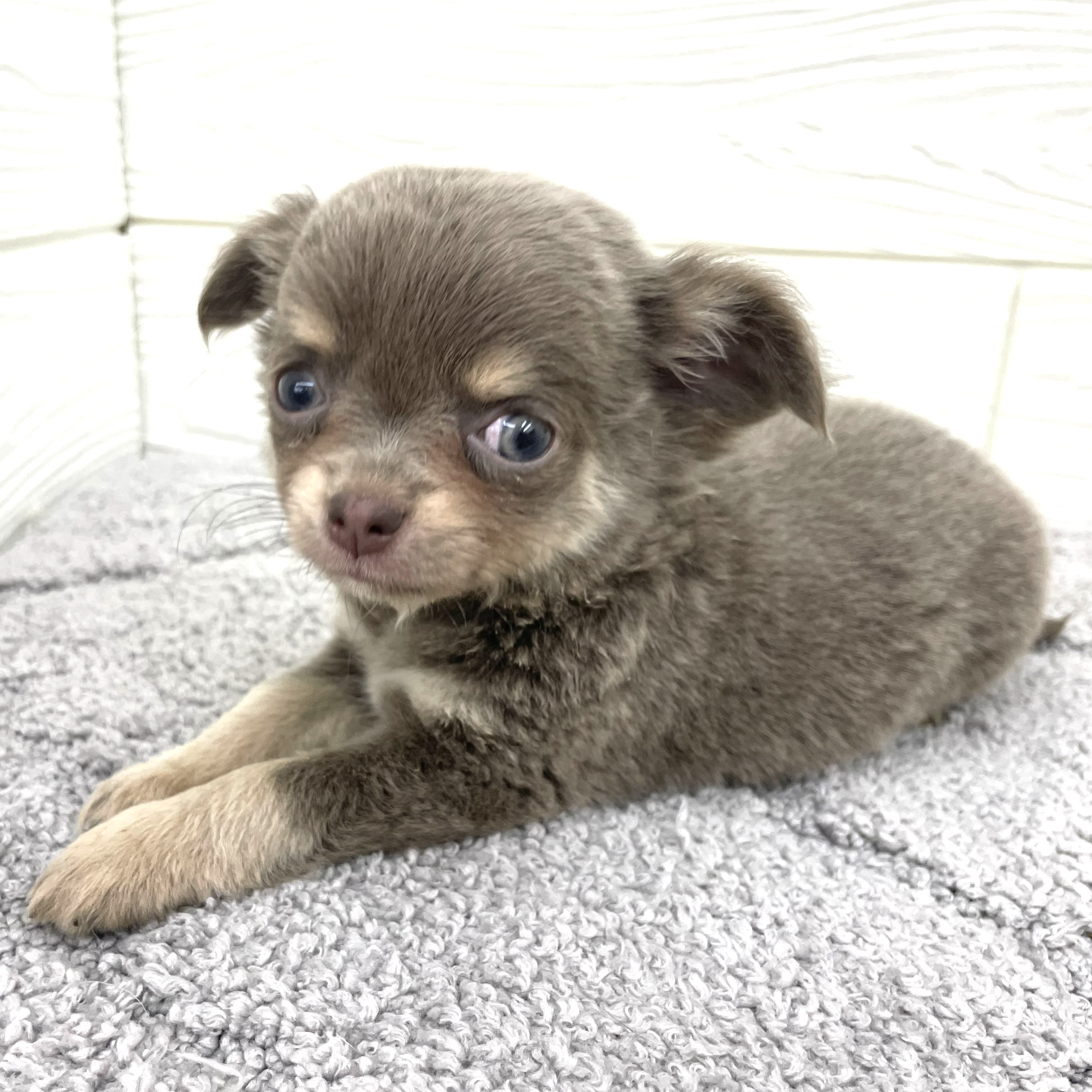 愛知県のチワワ(ロング) (犬の家＆猫の里七宝店/2026年2月25日生まれ/女の子/イザベラタン)の子犬の3枚目の画像
