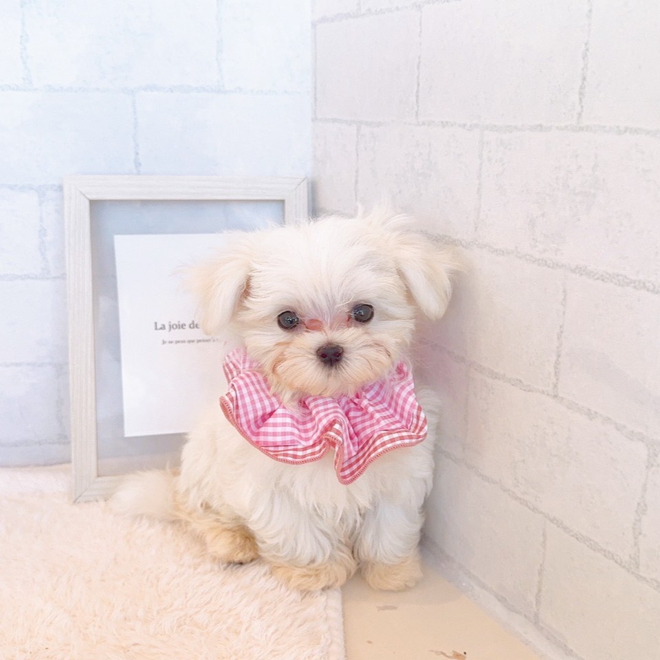 石川県のマルチーズ (犬の家＆猫の里金沢店/2026年2月16日生まれ/女の子/ホワイト)の子犬の3枚目の画像