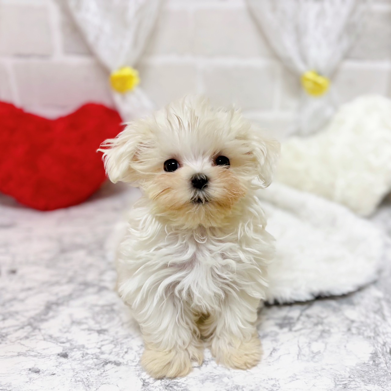 京都府のマルチーズ (犬の家＆猫の里京都精華店/2026年2月16日生まれ/男の子/ホワイト)の子犬の3枚目の画像