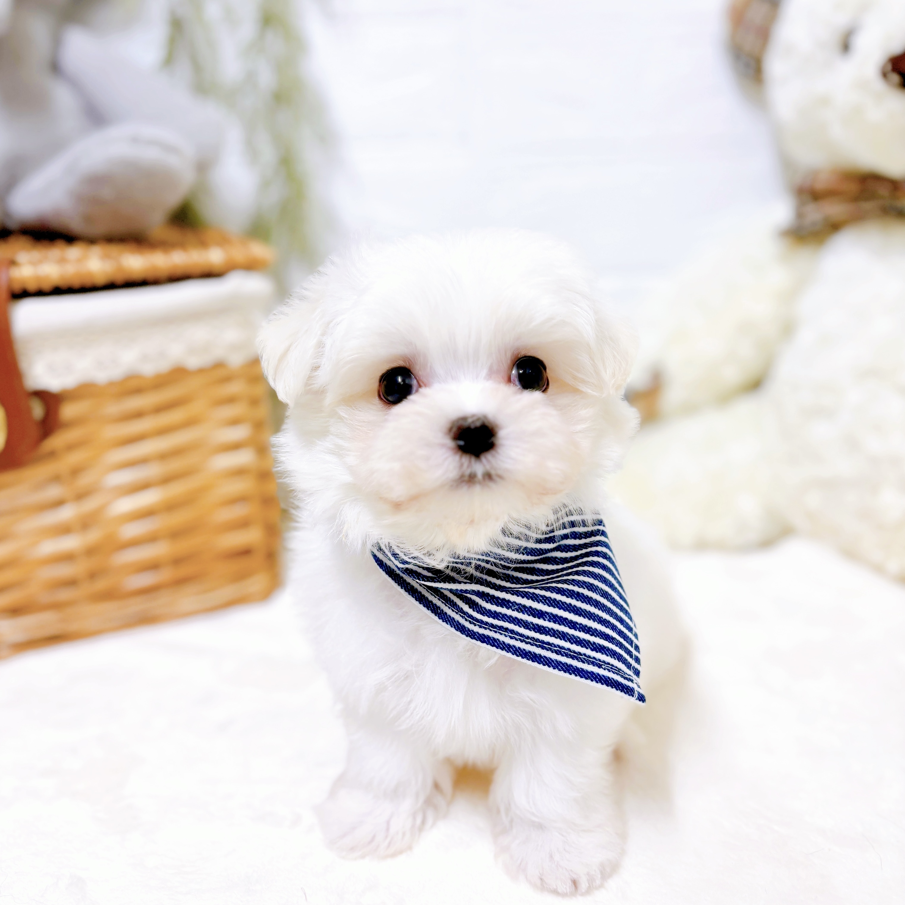 滋賀県のマルチーズ (犬の家＆猫の里近江八幡店/2026年2月24日生まれ/男の子/ホワイト)の子犬の3枚目の画像