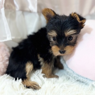 兵庫県のヨークシャーテリア (犬の家＆猫の里カナート西神戸店/2026年2月25日生まれ/女の子/スチールブルータン)の子犬の3枚目の画像