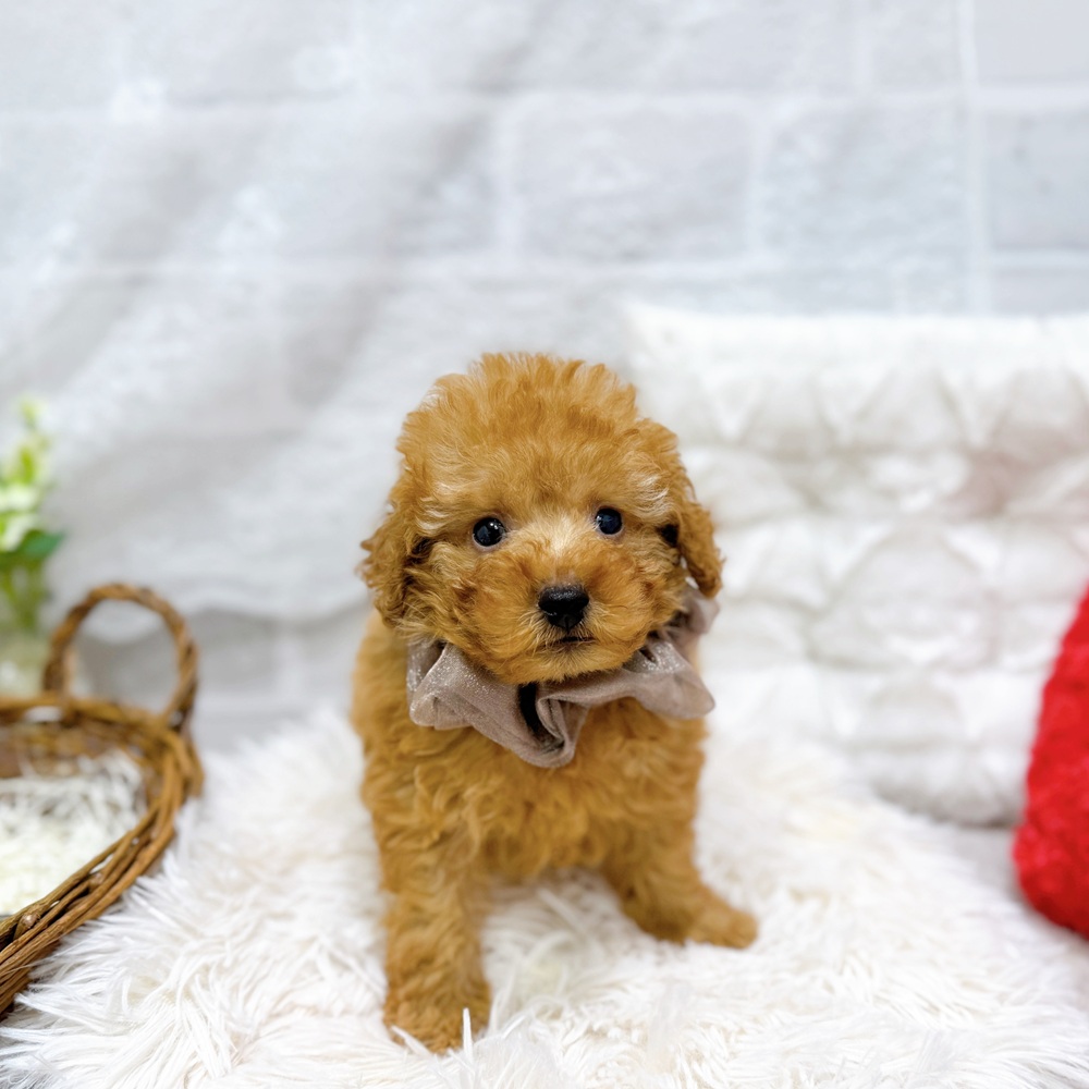 滋賀県のトイプードル(トイ) (犬の家＆猫の里長浜店/2026年2月25日生まれ/男の子/オレンジフォーン)の子犬の3枚目の画像