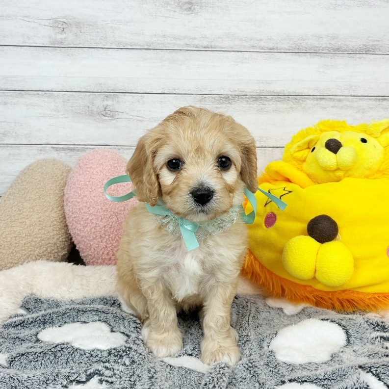 兵庫県のハーフ犬・ミックス犬 (犬の家＆猫の里川西店/2026年2月23日生まれ/女の子/クリーム)の子犬の3枚目の画像