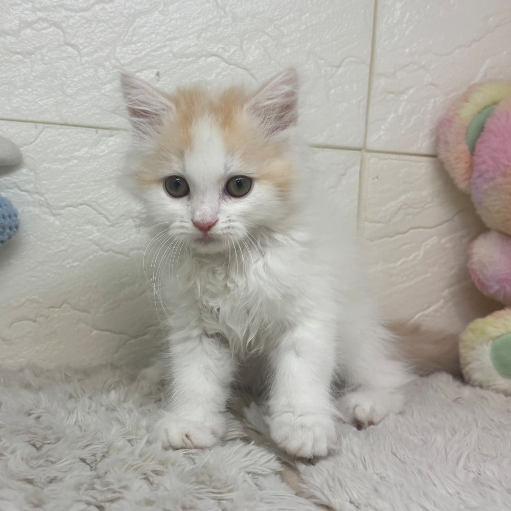 兵庫県のスコティッシュフォールド (犬の家＆猫の里ゆめタウン姫路店/2026年2月25日生まれ/男の子/レッドタビーホワイト)の子猫の3枚目の画像