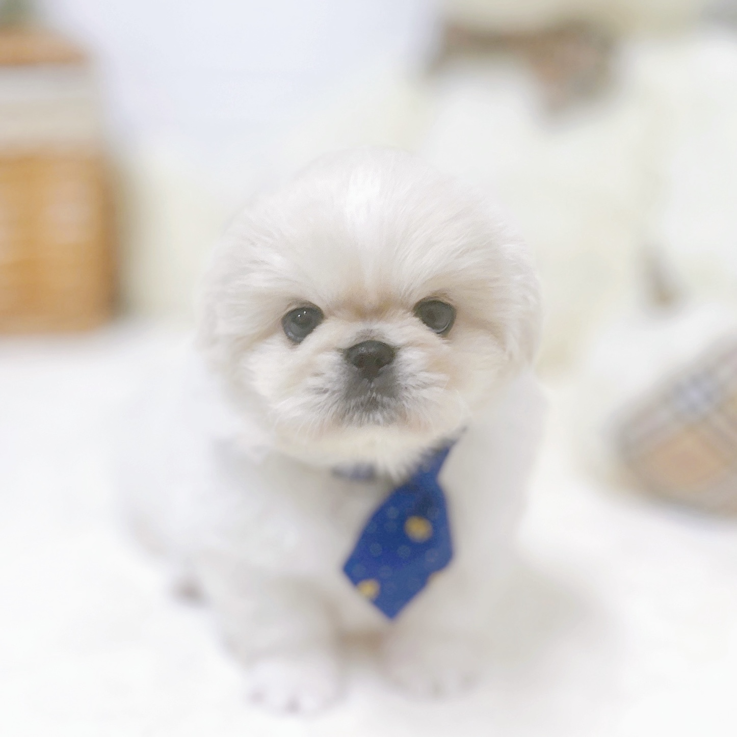 滋賀県のペキニーズ (犬の家＆猫の里近江八幡店/2026年2月25日生まれ/男の子/クリームホワイト)の子犬の3枚目の画像