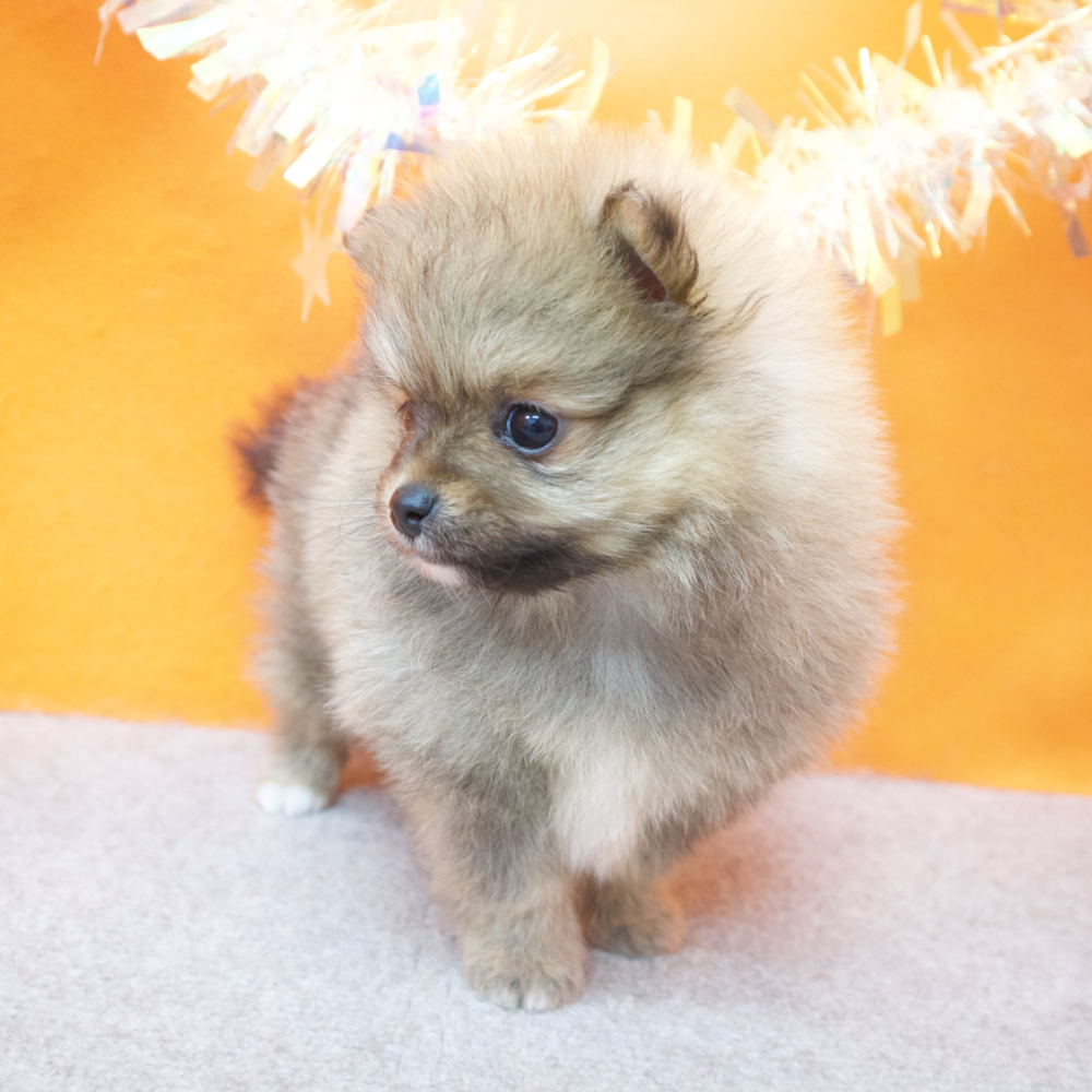 大阪府のポメラニアン (犬の家＆猫の里吹田店/2026年2月26日生まれ/女の子/オレンジ)の子犬の3枚目の画像