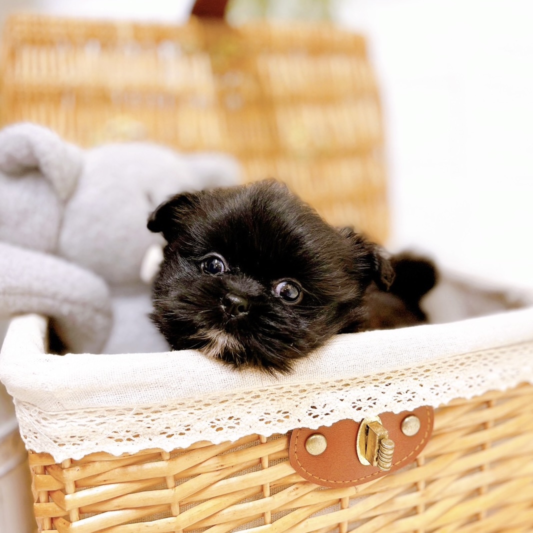 滋賀県のポメズー/ポメシーズ(ポメラニアン×シーズー) (犬の家＆猫の里近江八幡店/2026年2月26日生まれ/女の子/ブラック)の子犬の3枚目の画像