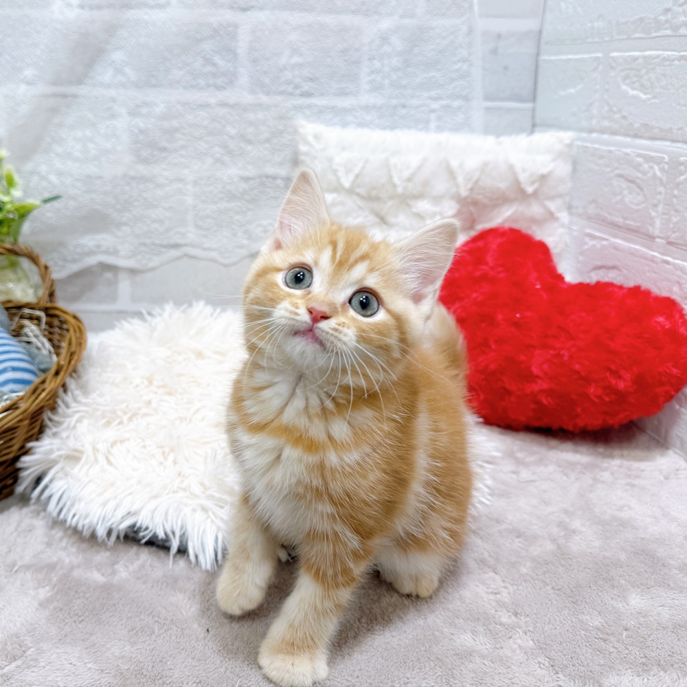 滋賀県のスコティッシュフォールド (犬の家＆猫の里長浜店/2026年2月25日生まれ/女の子/レッドタビーホワイト)の子猫の3枚目の画像