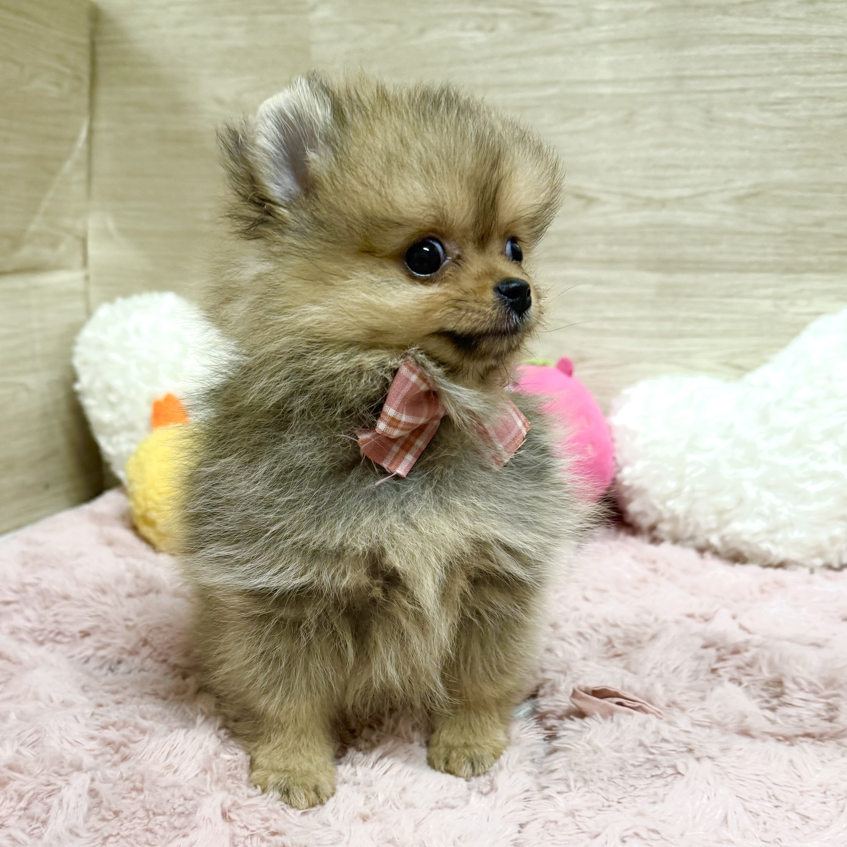 大阪府のポメラニアン (犬の家＆猫の里そよら東岸和田店/2026年2月26日生まれ/女の子/オレンジ)の子犬の3枚目の画像