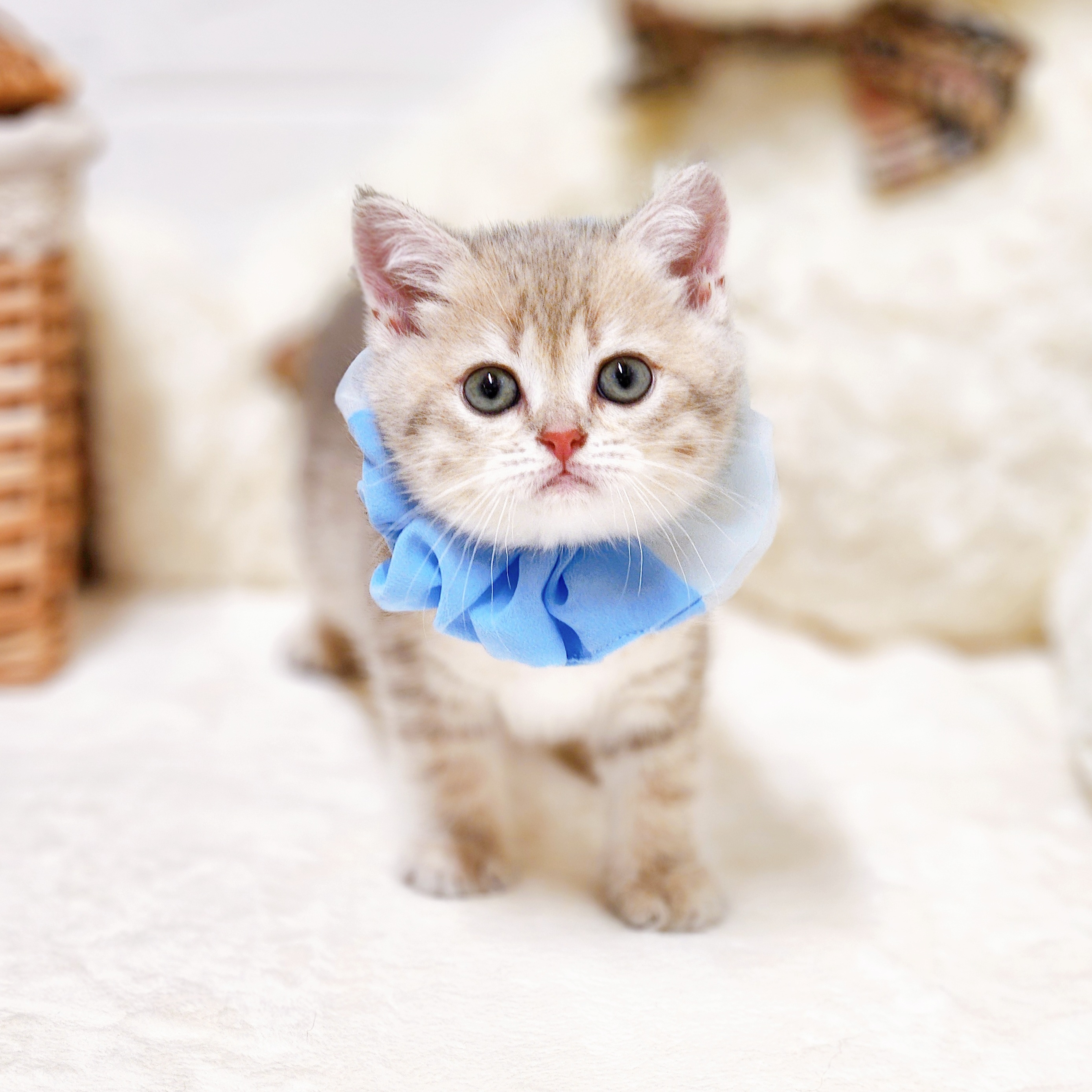 滋賀県のブリティッシュショートヘアー (犬の家＆猫の里近江八幡店/2026年2月18日生まれ/男の子/ブルーチンチラゴールデン)の子猫の3枚目の画像