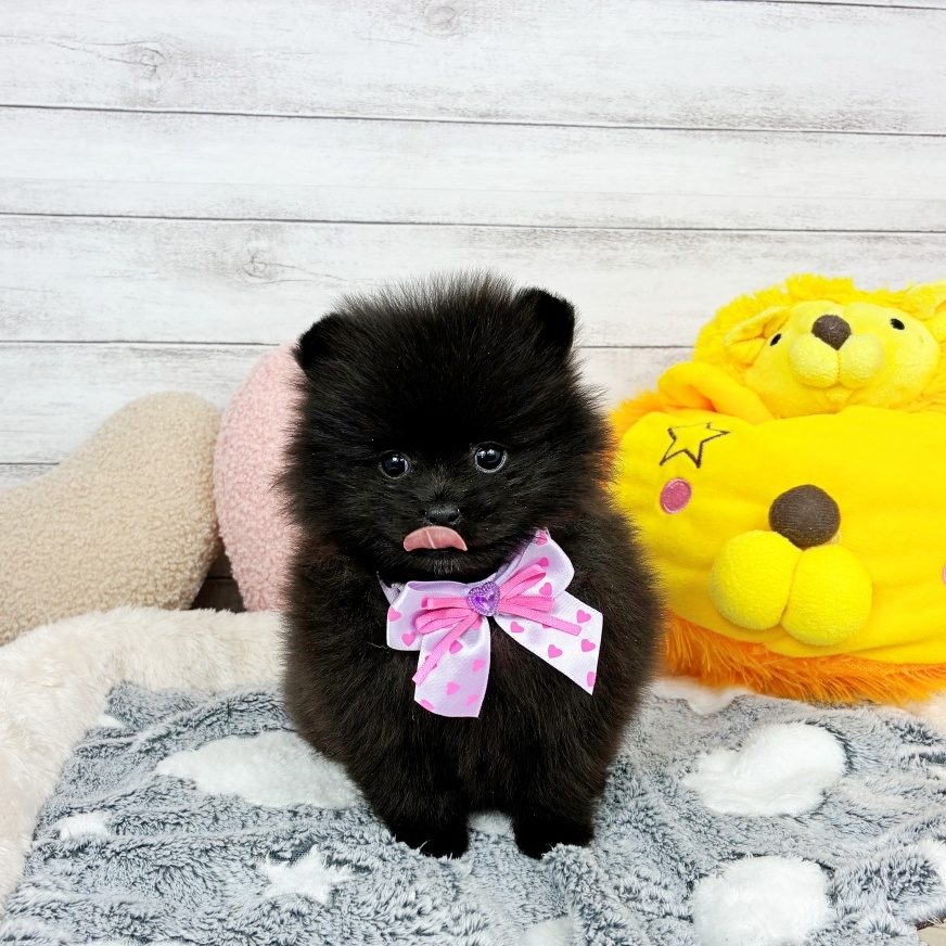 兵庫県のポメラニアン (犬の家＆猫の里川西店/2026年2月26日生まれ/女の子/ブラック)の子犬の3枚目の画像