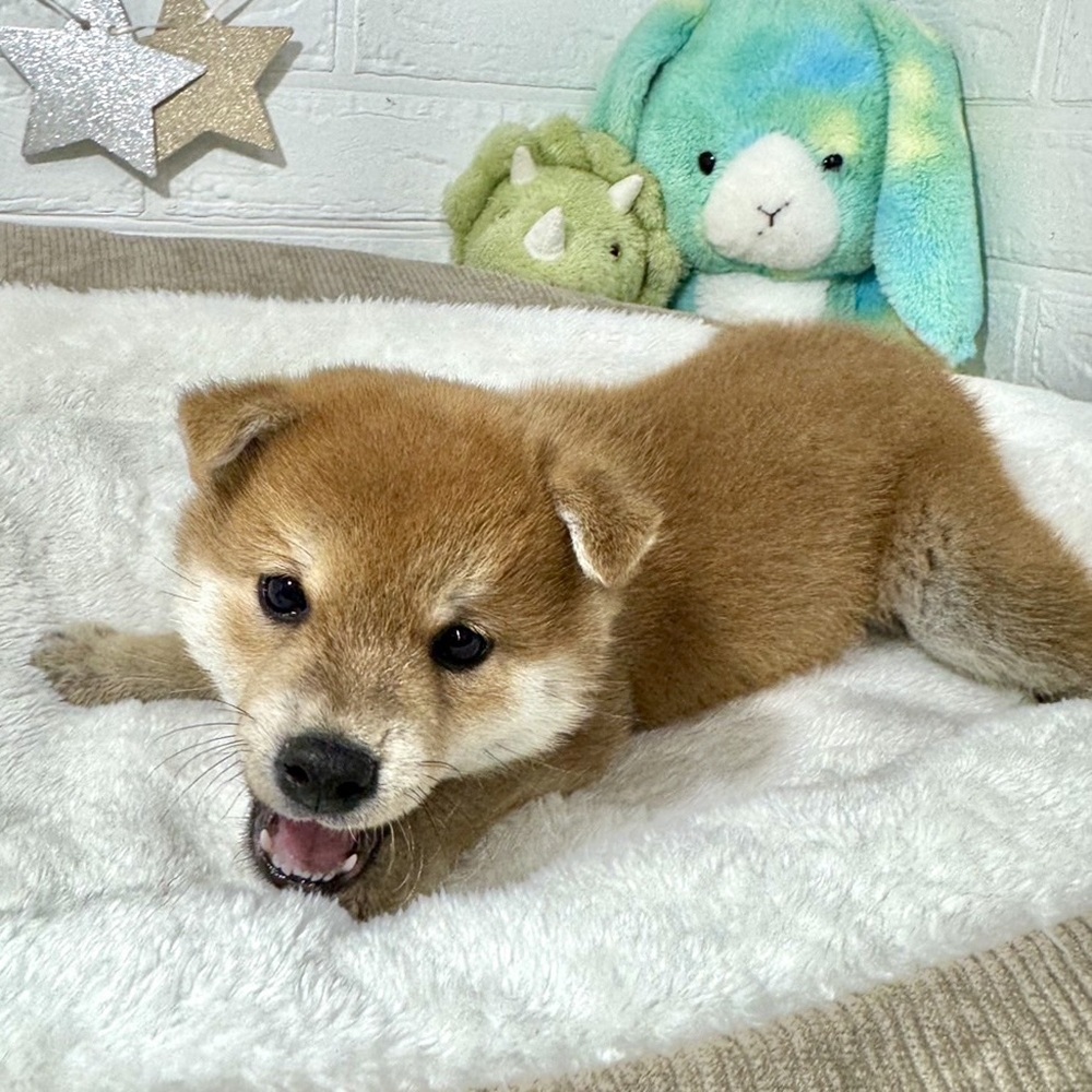 兵庫県の柴犬(標準サイズ) (犬の家＆猫の里ニッケパークタウン加古川店/2026年2月26日生まれ/男の子/赤)の子犬の3枚目の画像