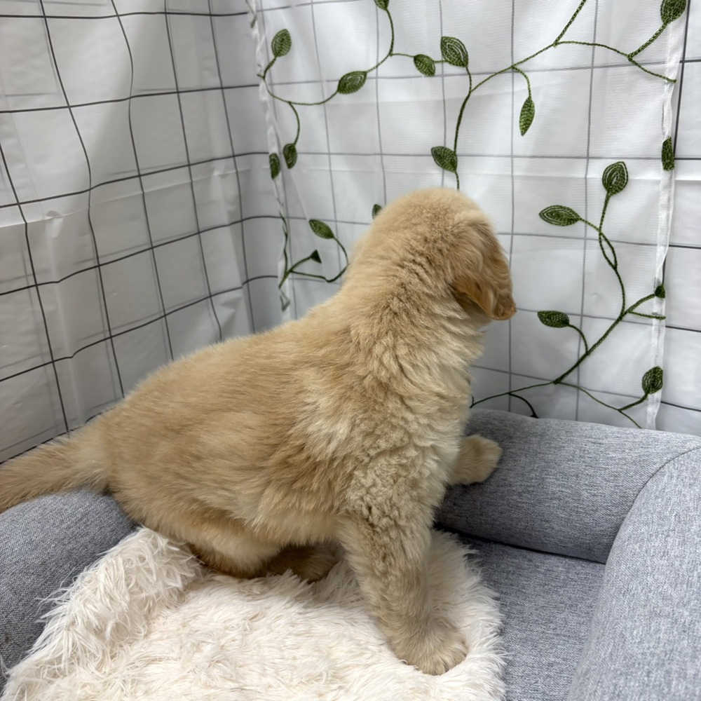 長野県のゴールデンレトリバー (犬の家＆猫の里塩尻店/2026年2月27日生まれ/男の子/ゴールデン)の子犬の3枚目の画像