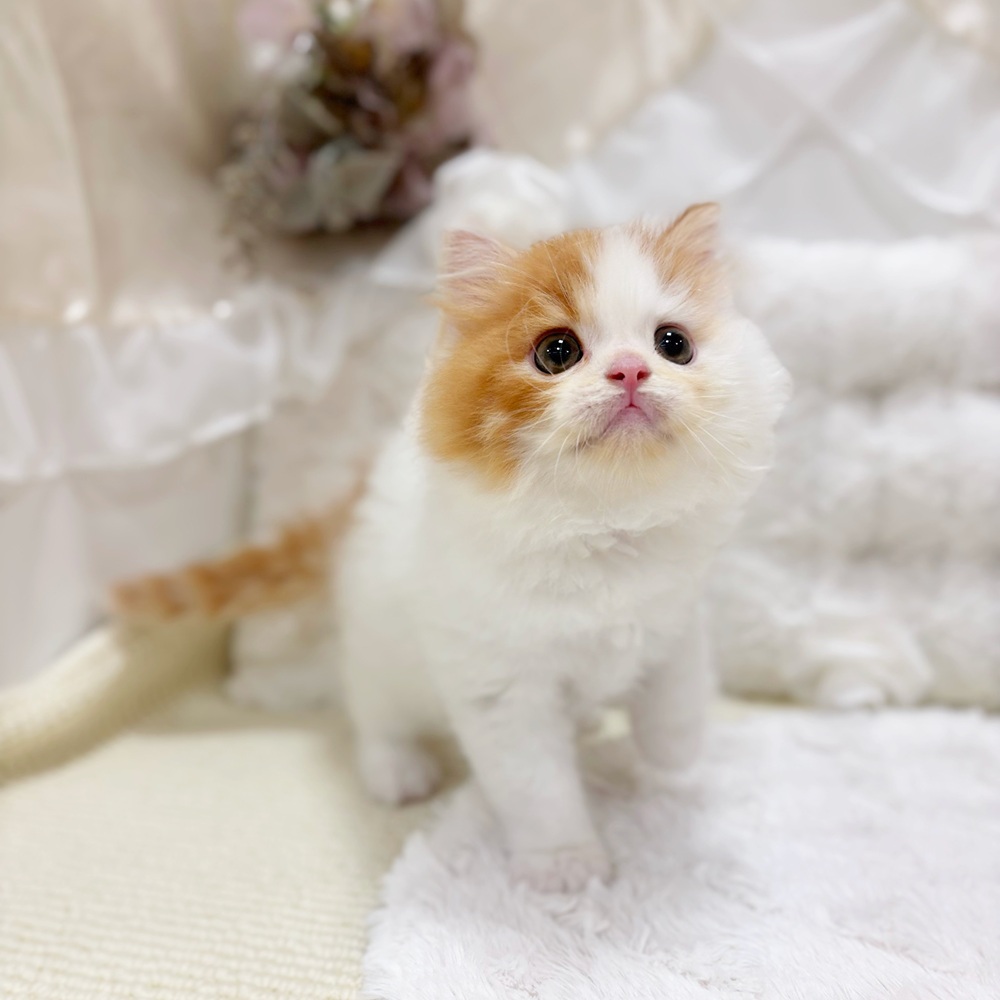 岐阜県のスコティッシュフォールド (犬の家＆猫の里カラフルタウン岐阜店/2026年2月25日生まれ/男の子/レッドタビーホワイト)の子猫の3枚目の画像