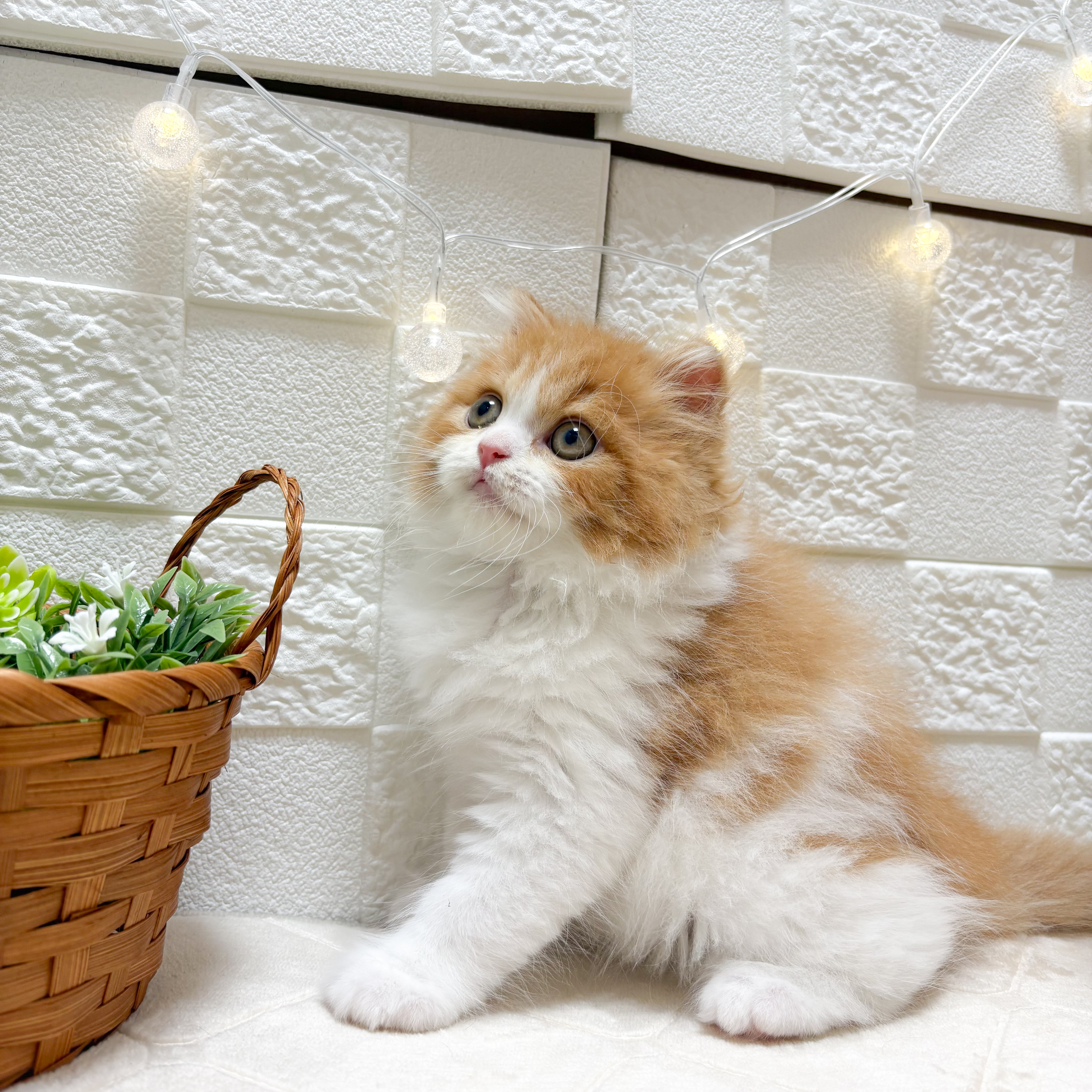 東京都のスコティッシュフォールド (犬の家＆猫の里ペットフォレスト小平店/2026年2月25日生まれ/男の子/レッドタビーホワイト)の子猫の3枚目の画像