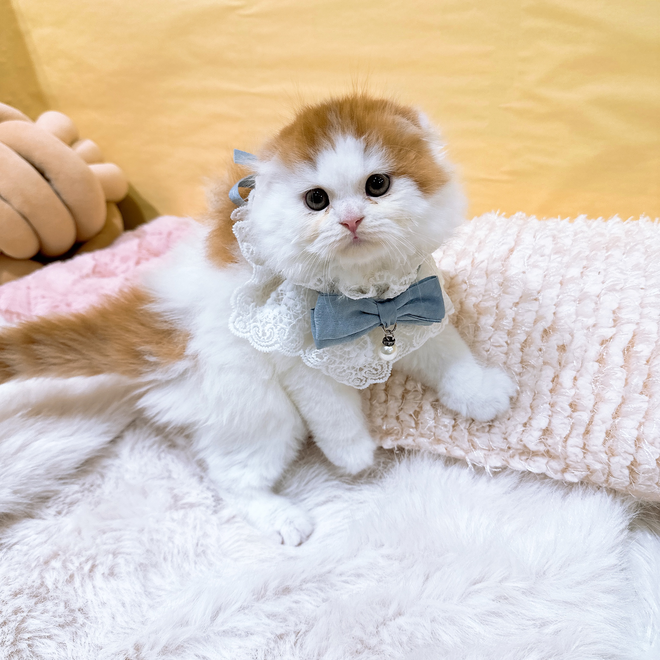 神奈川県のスコティッシュフォールド (犬の家＆猫の里元住吉ブレーメン通り店/2026年2月25日生まれ/男の子/レッドタビーホワイト)の子猫の3枚目の画像