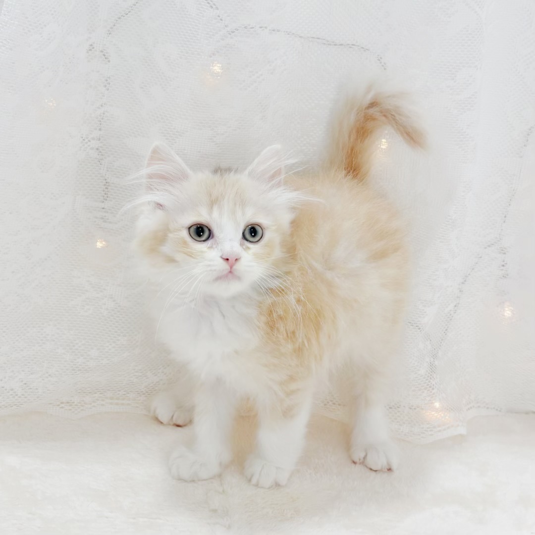 千葉県のサイベリアン (犬の家＆猫の里BIGHOPガーデンモール印西店/2026年2月20日生まれ/男の子/クリームタビーホワイト)の子猫の3枚目の画像