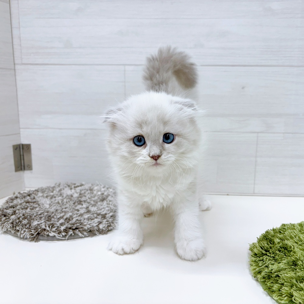 石川県のスコティッシュフォールド (犬の家＆猫の里アミーゴ金沢おこばた店/2026年2月28日生まれ/男の子/ブルーポイントホワイト)の子猫の3枚目の画像