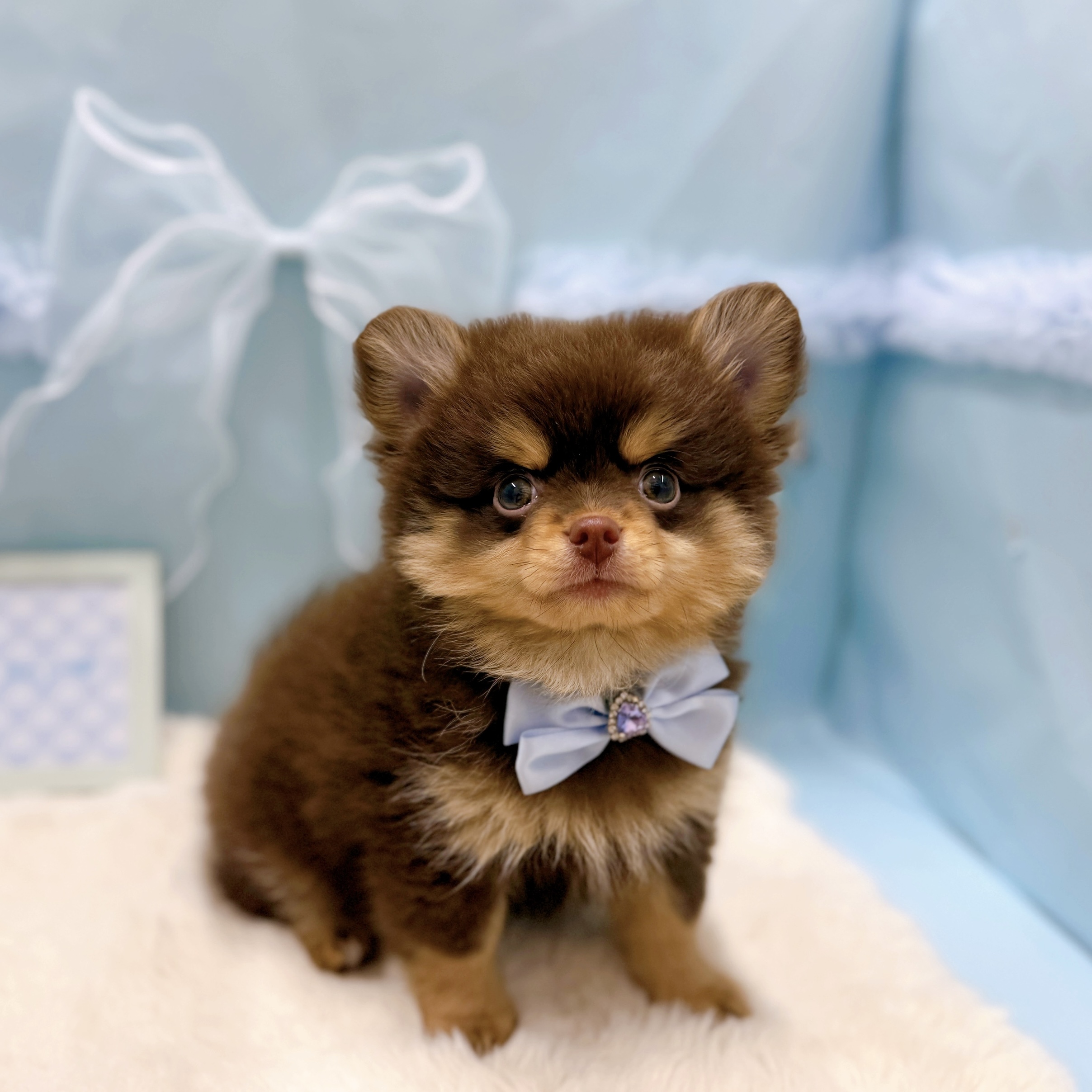 福井県のポメチワ/チワポメ/ポメチー(ポメラニアン×チワワ) (犬の家＆猫の里アミーゴ福井大和田店/2026年2月26日生まれ/男の子/チョコレートタン)の子犬の3枚目の画像