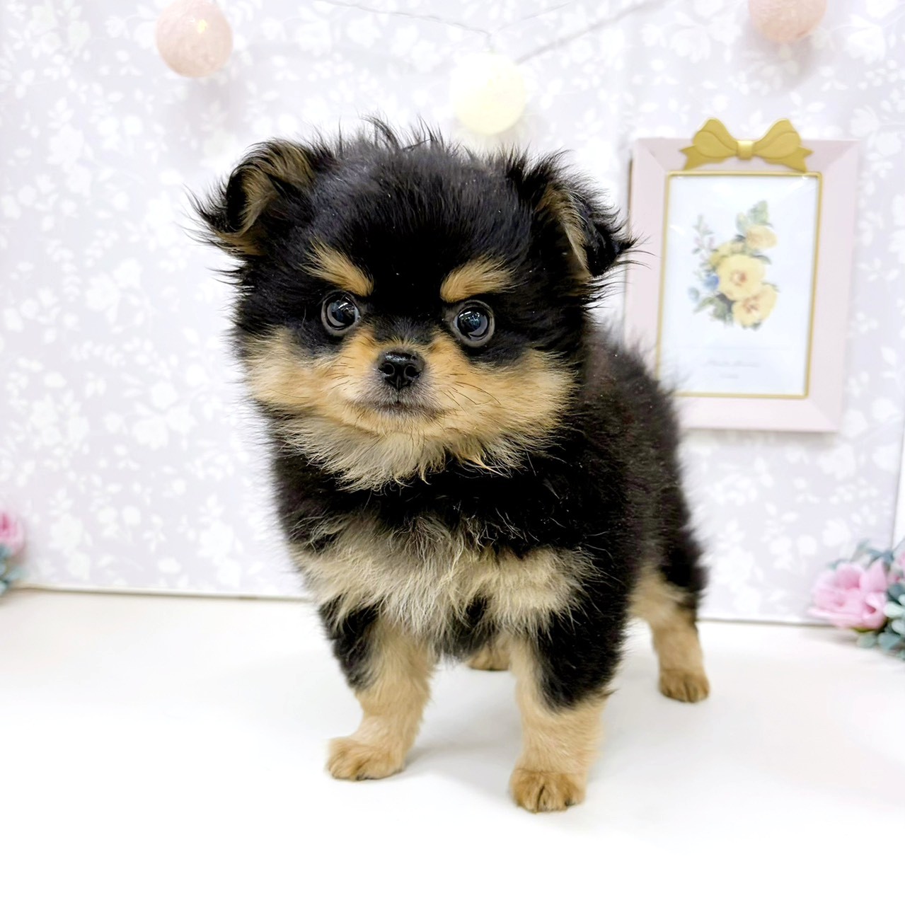 富山県のポメチワ/チワポメ/ポメチー(ポメラニアン×チワワ) (犬の家＆猫の里アミーゴ高岡蓮花寺店/2026年2月26日生まれ/男の子/ブラックタン)の子犬の3枚目の画像