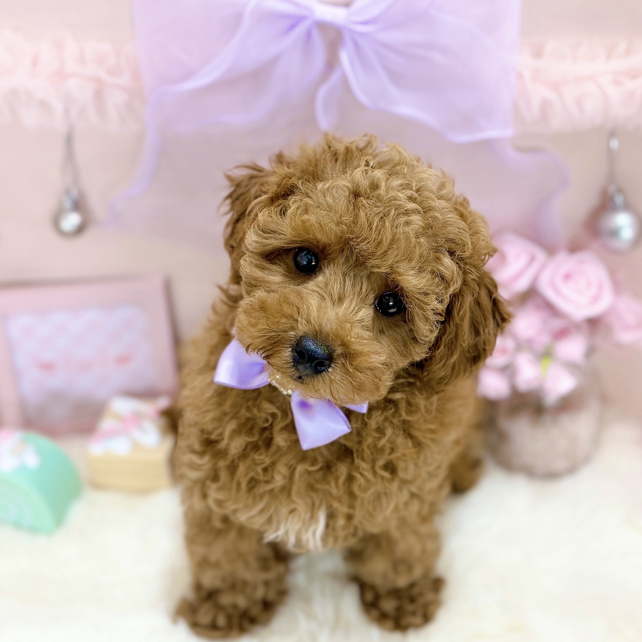 福井県のトイプードル(トイ) (犬の家＆猫の里アミーゴ福井大和田店/2026年2月26日生まれ/女の子/レッドフォーン)の子犬の3枚目の画像