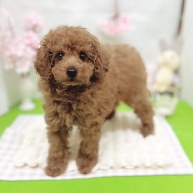 静岡県のトイプードル(トイ) (犬の家＆猫の里藤枝店/2026年2月26日生まれ/女の子/レッドフォーン)の子犬の3枚目の画像