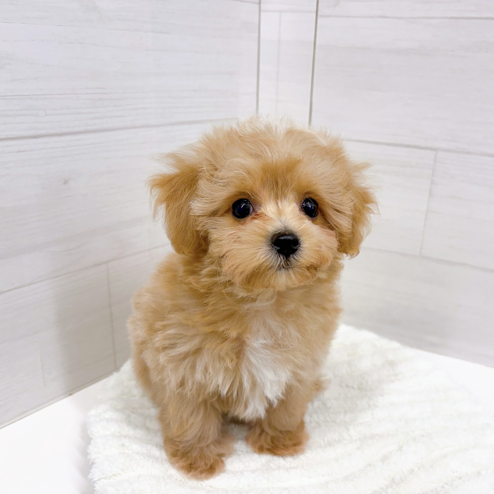 石川県のマルプー(マルチーズ×プードル) (犬の家＆猫の里アミーゴ金沢おこばた店/2026年2月26日生まれ/男の子/アプリコットホワイト)の子犬の3枚目の画像