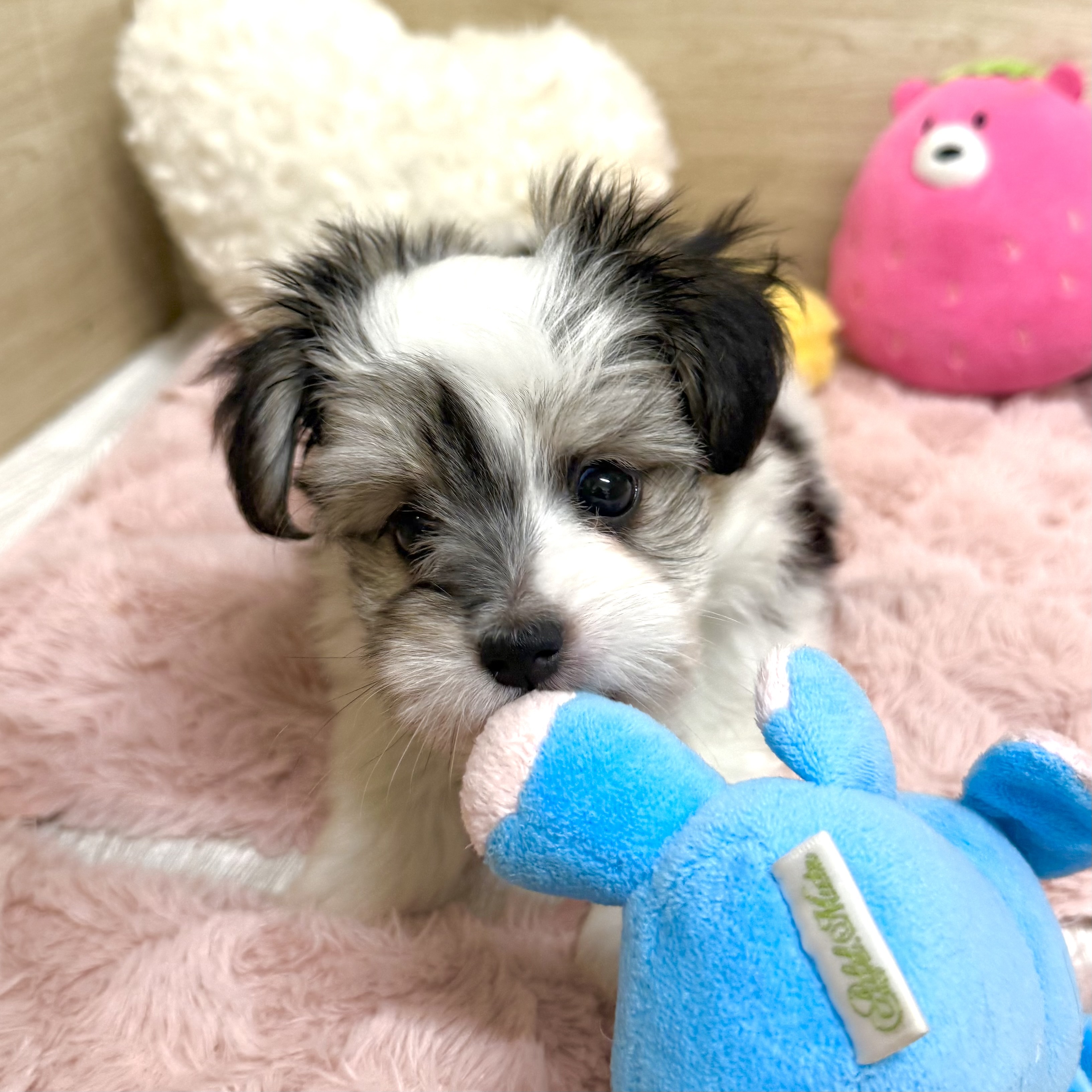 大阪府のハーフ犬・ミックス犬 (犬の家＆猫の里そよら東岸和田店/2026年2月26日生まれ/男の子/トライカラー)の子犬の3枚目の画像