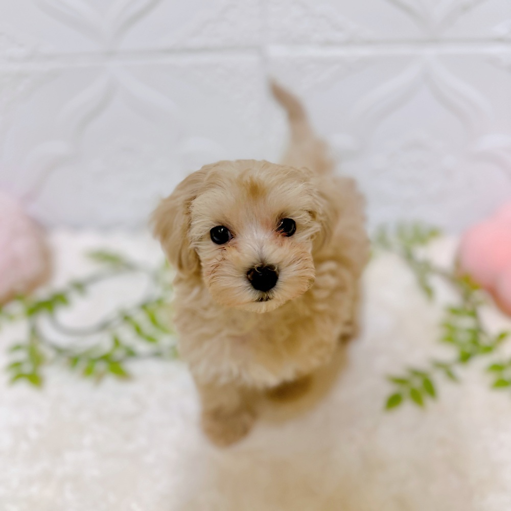 愛知県のマルプー(マルチーズ×プードル) (犬の家＆猫の里岡崎店/2026年2月26日生まれ/男の子/クリーム)の子犬の3枚目の画像