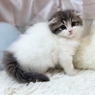 兵庫県のスコティッシュフォールド (犬の家＆猫の里カナート西神戸店/2026年3月1日生まれ/男の子/ブルータビーホワイトバン)の子猫の3枚目の画像