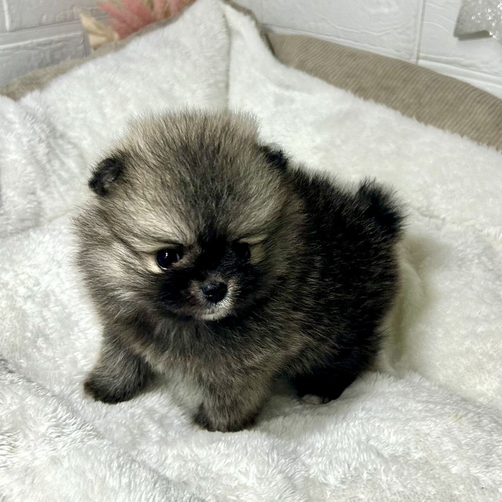 兵庫県のポメラニアン (犬の家＆猫の里ニッケパークタウン加古川店/2026年2月28日生まれ/女の子/ウルフセーブル)の子犬の3枚目の画像