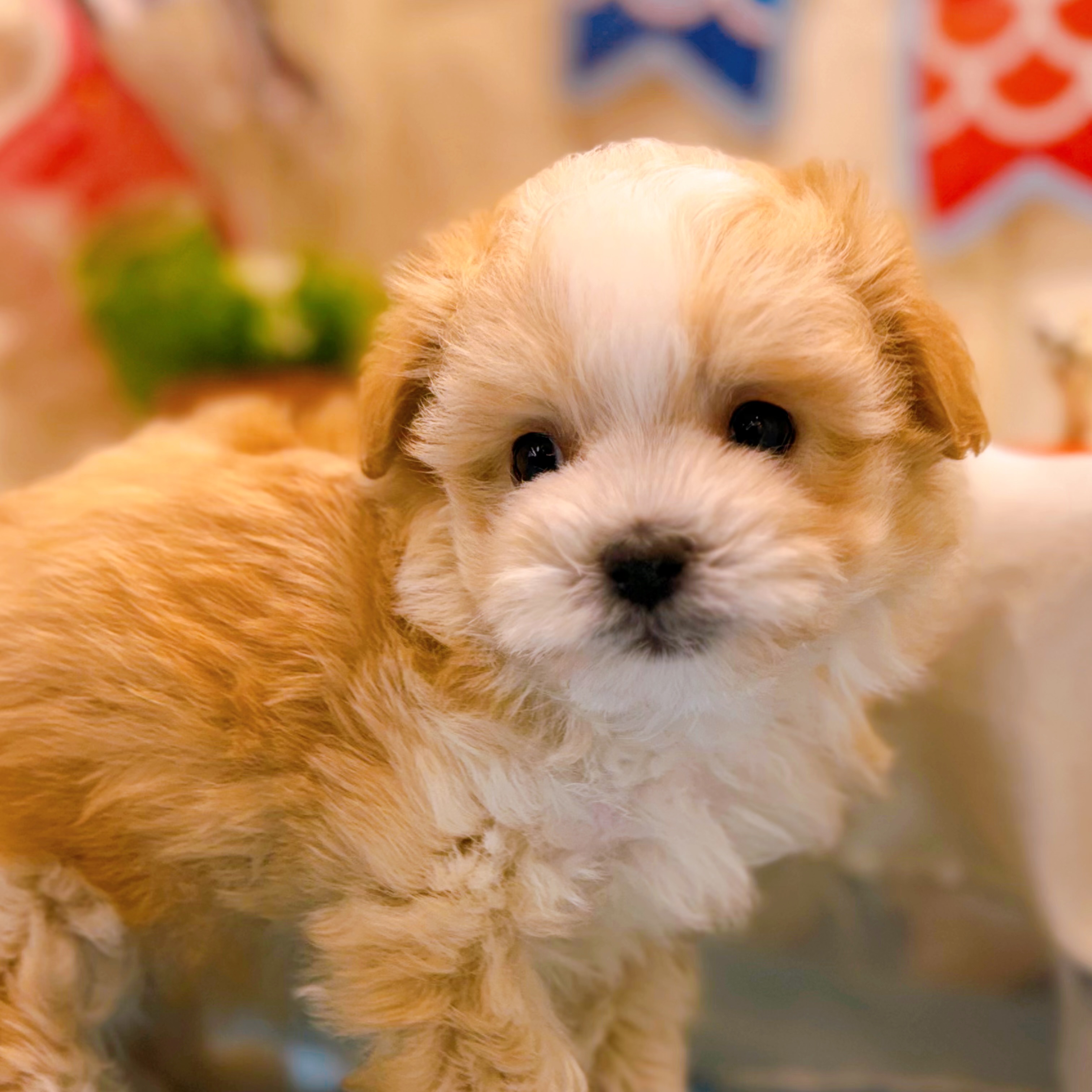 岡山県のマルプー(マルチーズ×プードル) (犬の家＆猫の里倉敷店/2026年3月1日生まれ/男の子/クリーム)の子犬の3枚目の画像