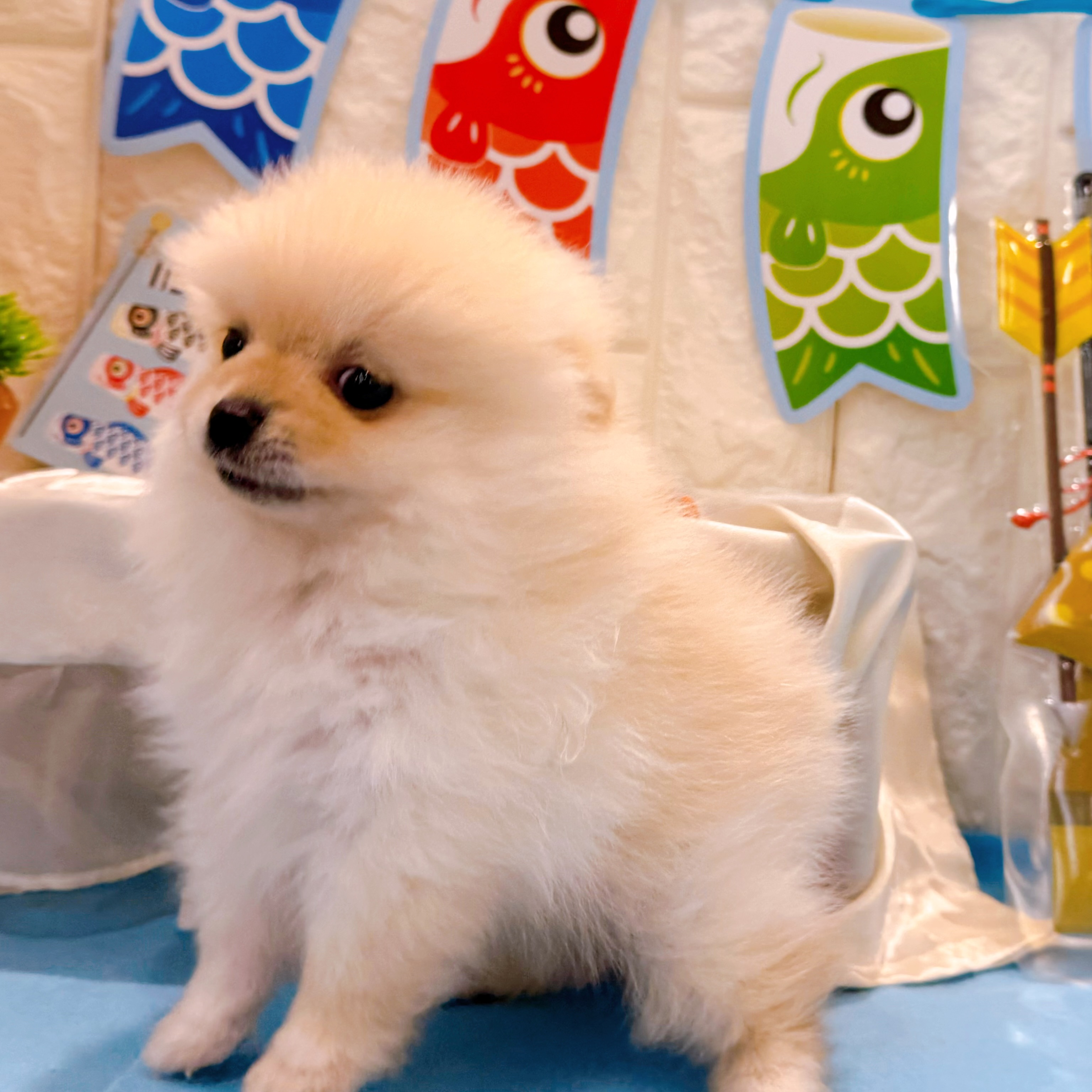 岡山県のポメラニアン (犬の家＆猫の里倉敷店/2026年2月22日生まれ/男の子/クリーム)の子犬の3枚目の画像