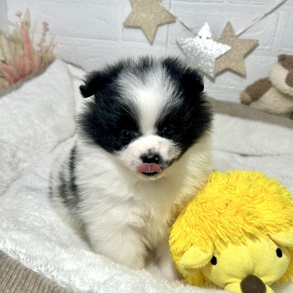 兵庫県のポメラニアン (犬の家＆猫の里ニッケパークタウン加古川店/2026年2月27日生まれ/女の子/ホワイトブラック)の子犬の3枚目の画像