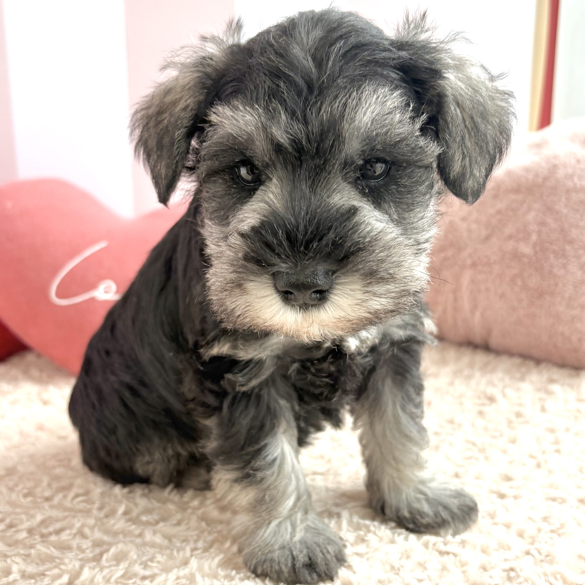 岡山県のミニチュアシュナウザー (犬の家＆猫の里倉敷中庄店/2026年3月1日生まれ/男の子/ソルトペッパー)の子犬の3枚目の画像