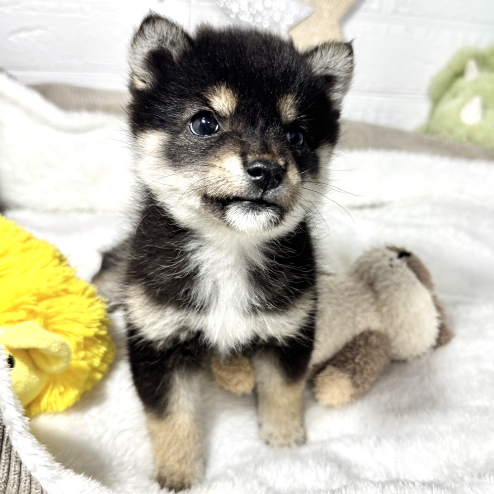 兵庫県の豆柴 (犬の家＆猫の里ニッケパークタウン加古川店/2026年2月26日生まれ/女の子/黒)の子犬の3枚目の画像