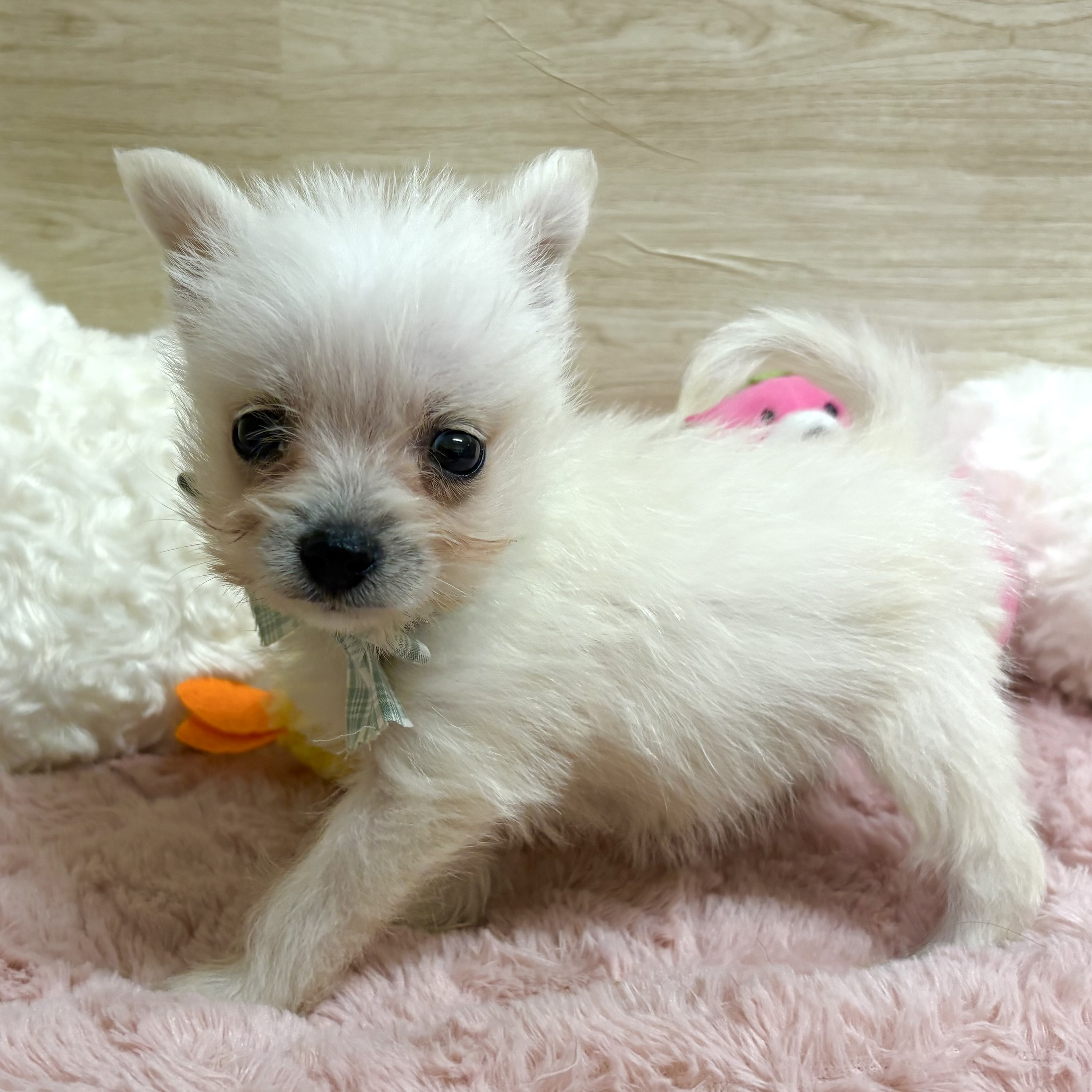大阪府のポメシュナ/シュナポメ(ポメラニアン×シュナウザー) (犬の家＆猫の里そよら東岸和田店/2026年2月22日生まれ/男の子/クリーム)の子犬の3枚目の画像