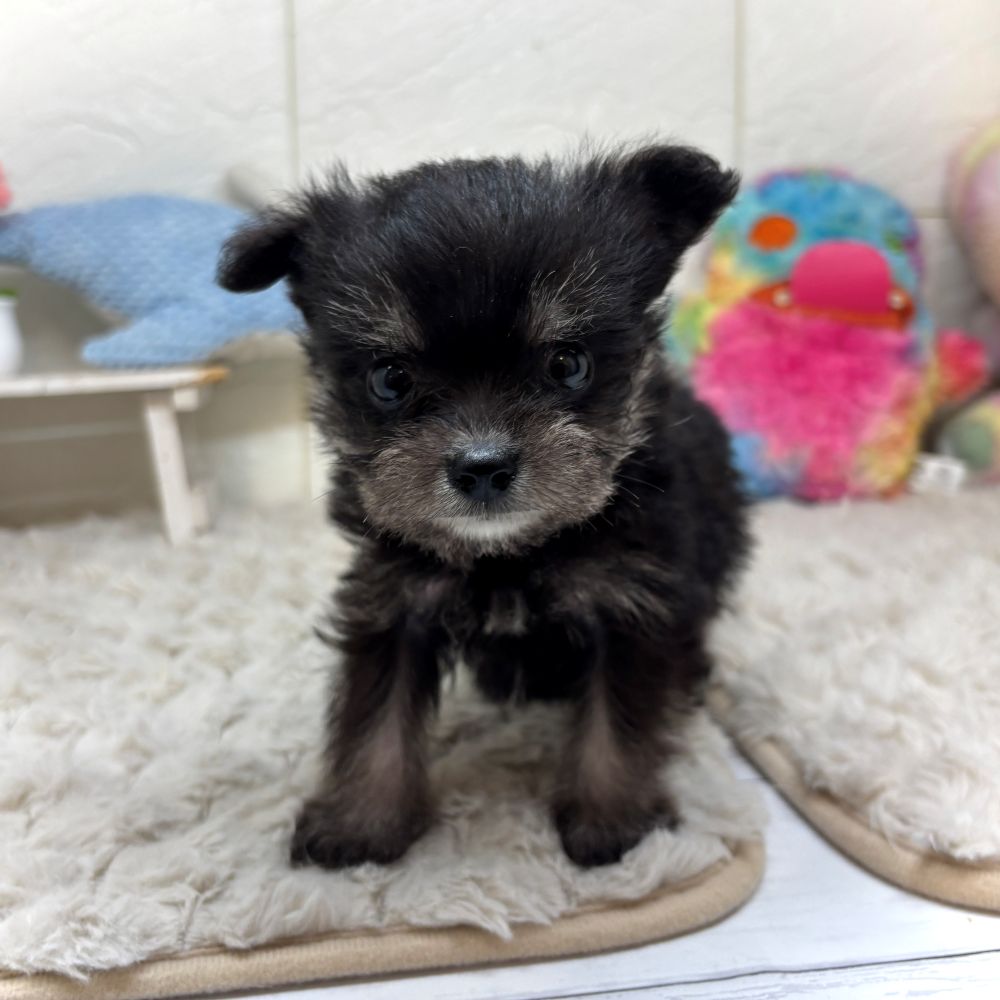 兵庫県のポメシュナ/シュナポメ(ポメラニアン×シュナウザー) (犬の家＆猫の里ゆめタウン姫路店/2026年2月22日生まれ/男の子/ブラックタン)の子犬の3枚目の画像