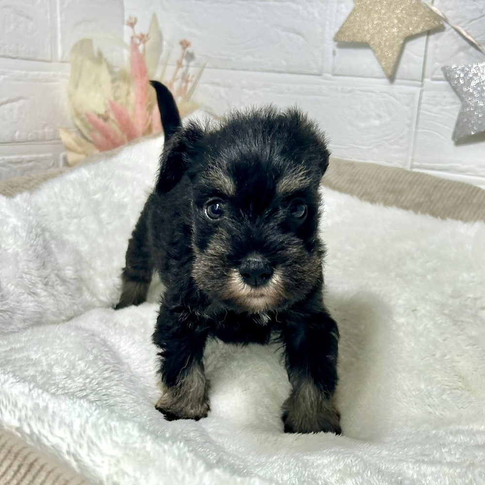 兵庫県のミニチュアシュナウザー (犬の家＆猫の里ニッケパークタウン加古川店/2026年2月28日生まれ/男の子/ブラックシルバー)の子犬の3枚目の画像