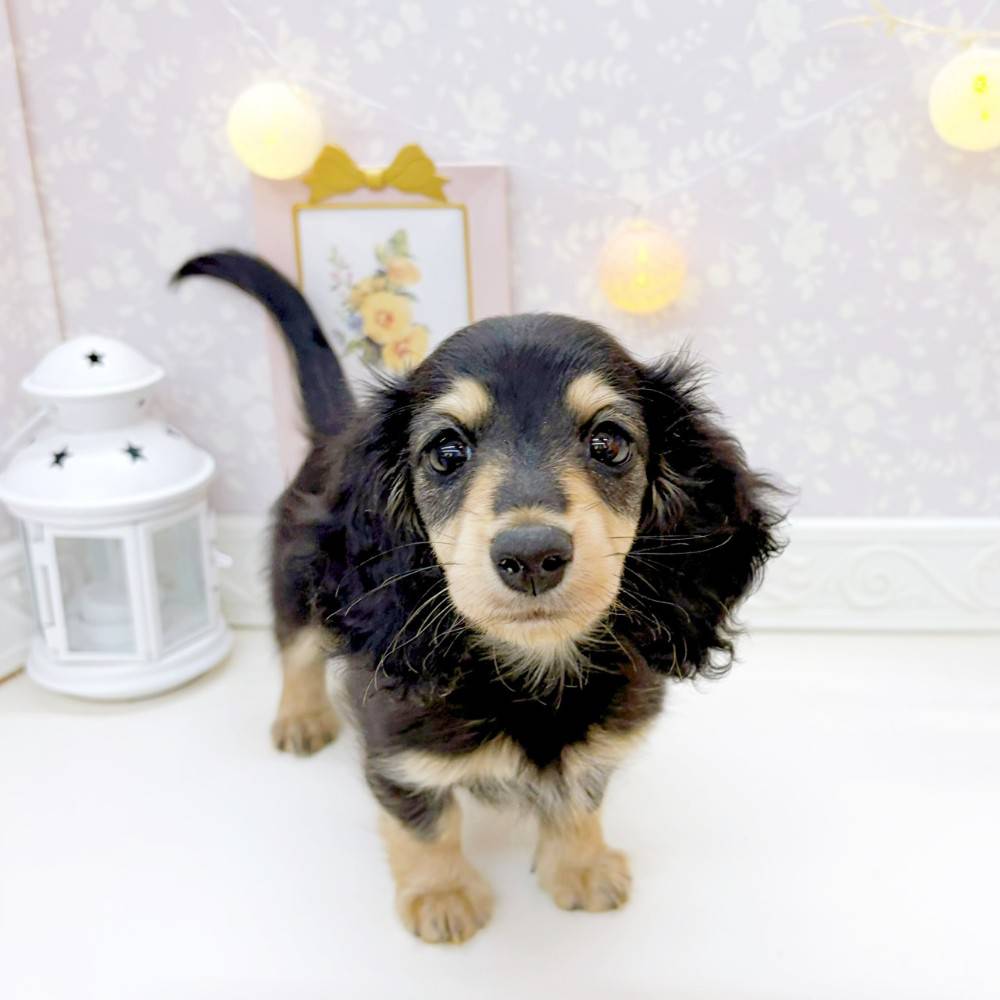 富山県のミニチュアダックスフンド(ロング) (犬の家＆猫の里富山店/2026年2月28日生まれ/女の子/ブラックタン)の子犬の3枚目の画像