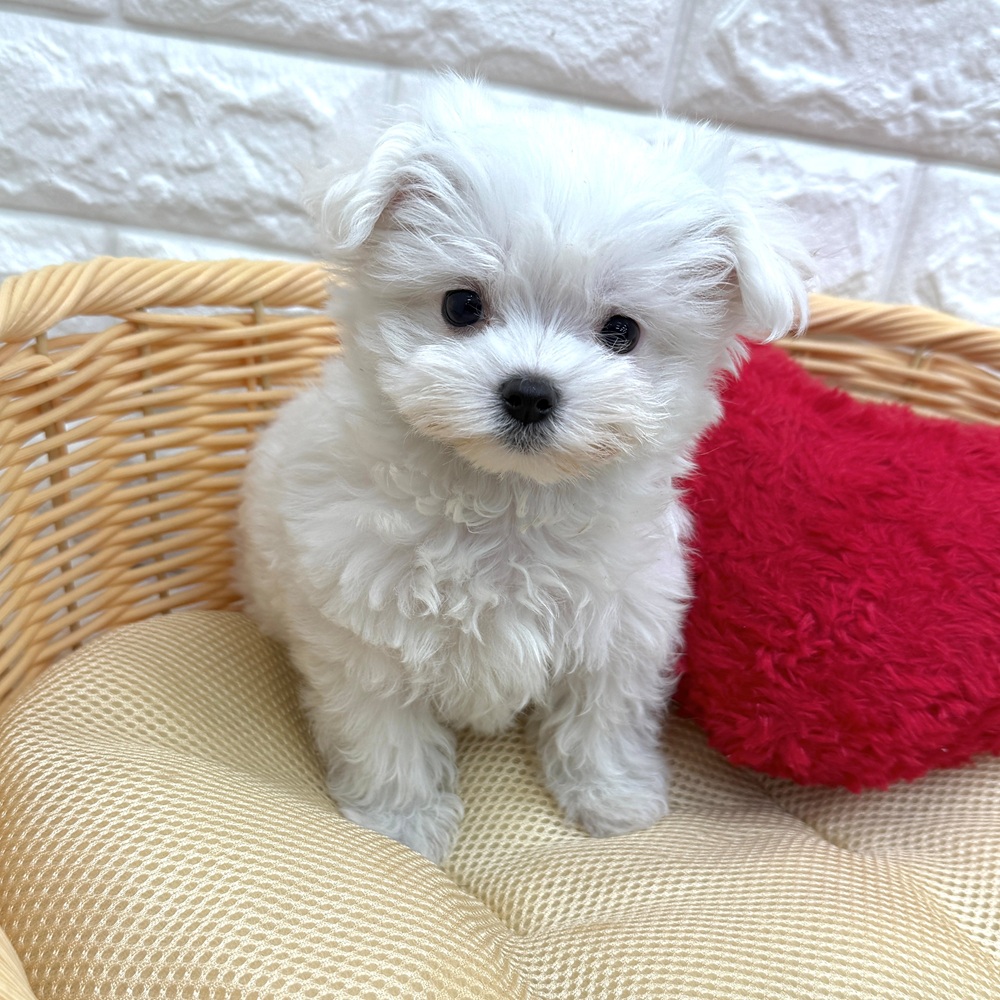 愛知県のマルチーズ (犬の家＆猫の里MEGAドン・キホーテ東海名和店/2026年2月26日生まれ/女の子/ホワイト)の子犬の3枚目の画像