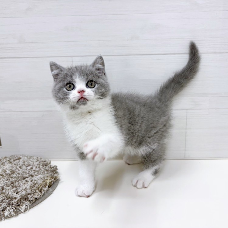 石川県のブリティッシュショートヘアー (犬の家＆猫の里アミーゴ金沢おこばた店/2026年3月1日生まれ/男の子/ブルーホワイト)の子猫の3枚目の画像