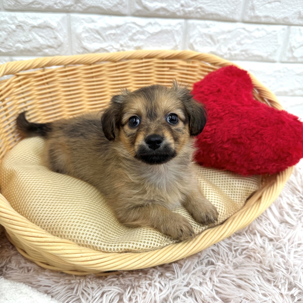 愛知県のマルックス(マルチーズ×ダックス) (犬の家＆猫の里MEGAドン・キホーテ東海名和店/2026年3月1日生まれ/男の子/フォーン)の子犬の3枚目の画像