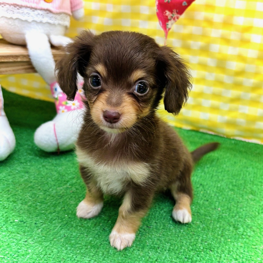 愛知県のチワックス(チワワ×ダックス) (犬の家＆猫の里名古屋天白店/2026年3月1日生まれ/女の子/チョコレートタン)の子犬の3枚目の画像