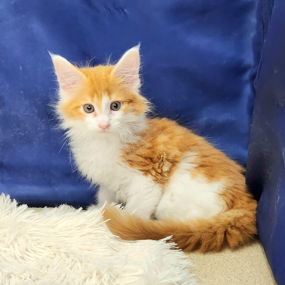 岐阜県のメインクーン (犬の家＆猫の里中津川店/2026年2月23日生まれ/女の子/レッドタビーホワイト)の子猫の3枚目の画像