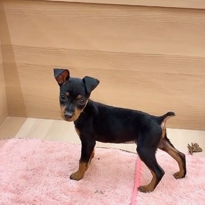 愛知県のミニチュアピンシャー (犬の家＆猫の里碧南店/2026年2月26日生まれ/女の子/ブラックタン)の子犬の3枚目の画像