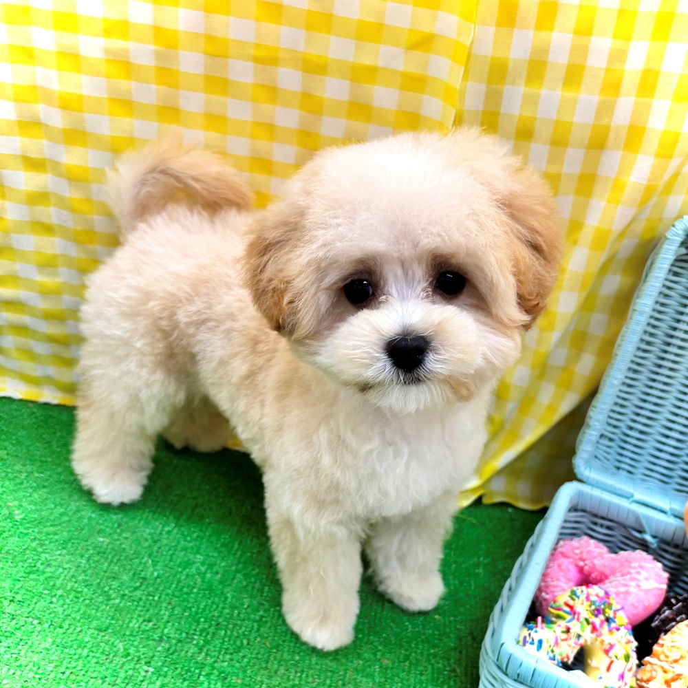 愛知県のマルプー(マルチーズ×プードル) (犬の家＆猫の里名古屋天白店/2026年2月27日生まれ/男の子/クリーム)の子犬の3枚目の画像